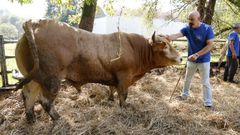 Hugo Martínez con su ternero de casi 500 kilos