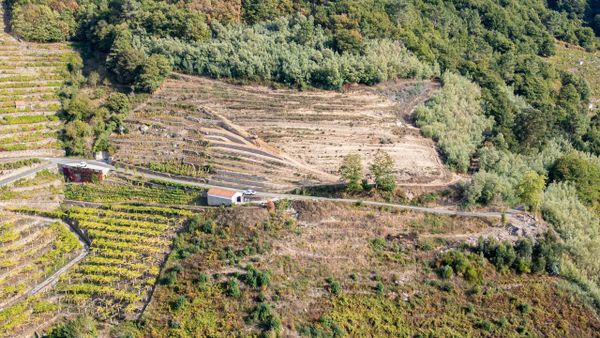 Nuevo vi�edo plantado por Abad�a da Cova en las proximidades de la bodega