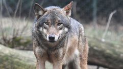Un agente medioambiental, denunciado por condenar la matanza ilegal de lobos