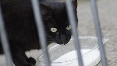 Imagen de archivo de un gato bebiendo leche en una calle