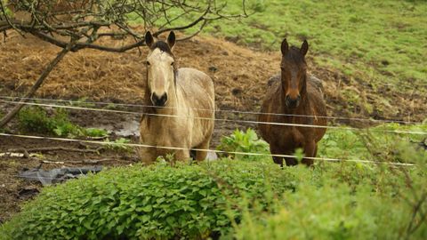 El Concello gasta 4.000 euros al a�o en alimentar los caballos cuyo due�o est� ahora en el hospital.