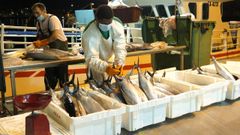 Imagen de archivo de una de las �ltimas descargas de bonito de esta costera en Burela, l�der gallego en la venta de ese pescado azul de temporada