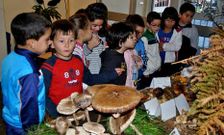 Los escolares muxi�ns pudieron observar medio centenar de tipos distintos de setas.