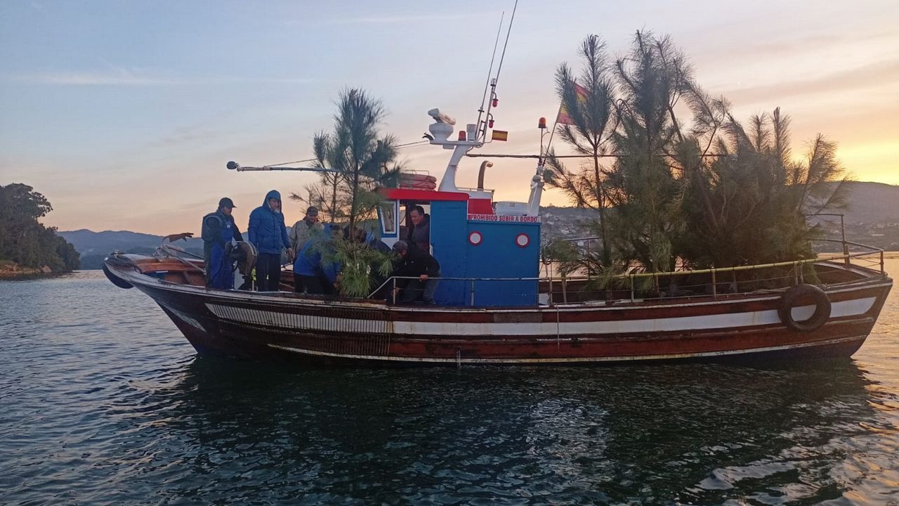 El choco sostiene la cofradía de Redondela, que renueva su bosque submarino