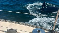Incidente con unas orcas en Muros