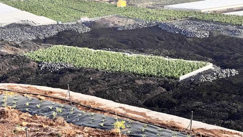 Pltanos sobre la lava del volcn