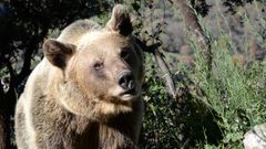 OSO PARDO DE LA POBLACIÓN OCCIDENTAL CANTÁBRICA