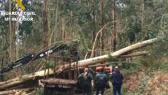 El �rbol se precipit� sobre el hombre a pesar de que se estaba valiendo de la gr�a que se ve en la imagen para dirigir su trayectoria