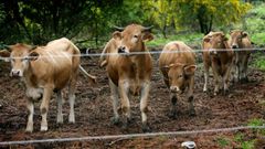 Imagen de archivo de unas becerras en extensivo, un modelo de manejo que ha de convivir con el lobo
