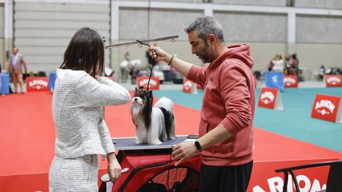 Exposici�n Canina de Galicia en Lugo