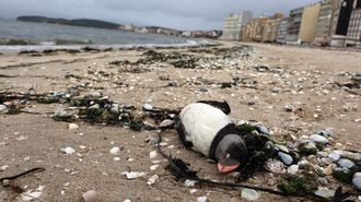 Un frailecillo muerto en la playa de A Compostela, en Vilagarc�a, este invierno