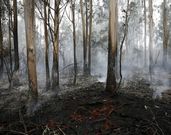 El fuego que se declar� en la zona de Aldea Nova. 