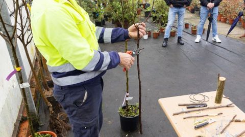 Un taller de poda