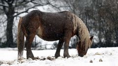 Caballos pastan entre la nieve en el concejo de Lena.�ARCHIVO