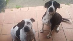 Los dos animales que se escaparon de su finca el s�bado y acabaron recogidos por un servicio de lacer�a de Abegondo