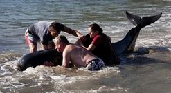 Las cr�as, que segu�an al gu�a de la manada, tambi�n se resistieron a ser arrastradas al mar.
