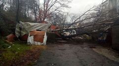 Un �rbol destroz� una chabola en Maside