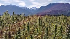 Imagen de una plantaci�n de c��amo