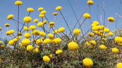 Flores de la santolina melidensis, la especie endmica y protegida en O Caren, entre Palas de Rei y Melide