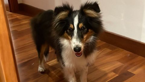 Roger, cachorro de seis meses