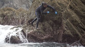 Un percebeiro en plena faena, en la costa de Cedeira, en una imagen de archivo