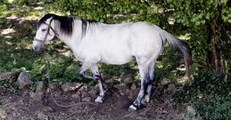 Imagen de un caballo en A Coruña con las patas atadas con «pexas». 
