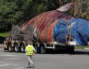 El ejemplar de rorcual com�n, a su llegada a Cogersa