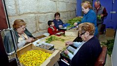 Diez a�os deshojando flores
