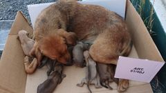 La madre y las cr�as, ya a la sombra, en las dependencias del GES, donde fueron recogidas por personal de Moug�