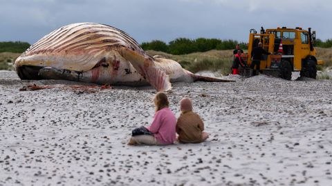 El cad�ver de la ballena Timmy tras ser remolcado a una playa danesa.
