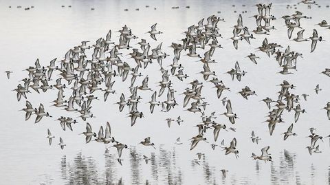 Aves migratorias en una anterior invernada en la ra de Arousa