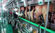 <span lang= es-es >Calidad l�ctea</span>. En el �rea de Compostela aumentaron los �ltimos a�os las modernas explotaciones, muy profesionalizadas, que producen leche de calidad, como la de la fotograf�a que abastece a Feiraco.