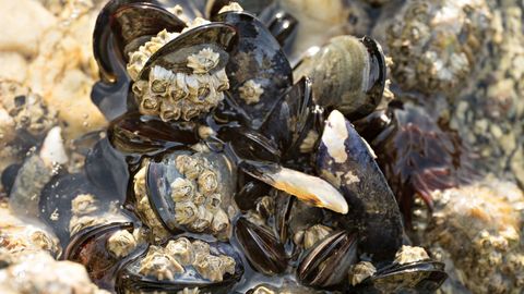 Bivalvos como los mejillones filtran el agua del mar