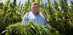 Amando Sande, uno de los propietarios de la plantaci�n y teniente de alcalde de Palas de Rei, entre los ejemplares de cannabis. 