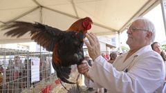 O Pino se reencuentra con su s�mbolo: el galo pi�eiro