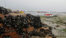 Las piedras del fondo del mar de Cabo est�n repletas de mejill�n. 