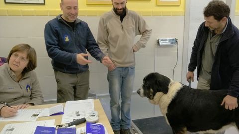 Concha, durante el reconicimiento veterinario.