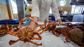La r�a de Pontevedra se despide de sus �ltimas centollas para la venta hasta que acabe la veda en oto�o