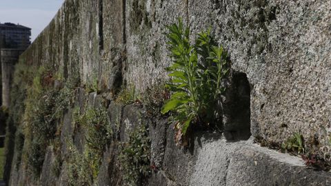 Huecos donde anidan los vencejos en el puente romano de Ourense