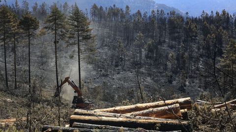 Personal de una empresa maderera recoge madera en uno de los montes que ardieron en la Serra do Courel en el 2020