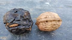 El insecto hace que la nuez se pudra, como se puede ver en la imagen, en San Sadurni�o