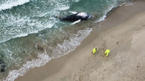Vista aérea de la ballena, en una imagen tomada el lunes
