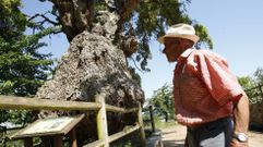 Sobreira milenaria de Santiorxo, incluida en el cat�logo de �rboles singulares de Galicia