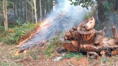 Llamas del incendio forestal registrado en Pant�n el pasado domingo