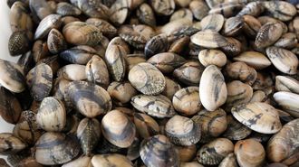 Almeja babosa, un producto que ahora escasea en talla comercial en la r�a de Pontevedra