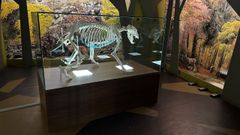 El esqueleto de�Tola en la sala de exposiciones de la�Casa del Oso