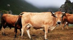 La vaca casina pastando en la Cordillera Cant�brica