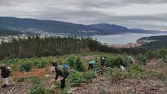 <span lang= gl >Outra actividade de deseucaliptizaci&oacute;n realizada hai uns meses, en imaxe de arquivo</span>