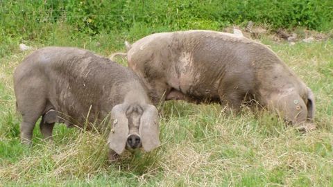 Criadores de razas aut�ctonas reclaman a Lastra informaci�n sobre los baremos y la gesti�n del Plan del Lobo