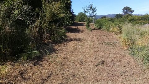 Estado en el que qued� la finca tras el desbroce.